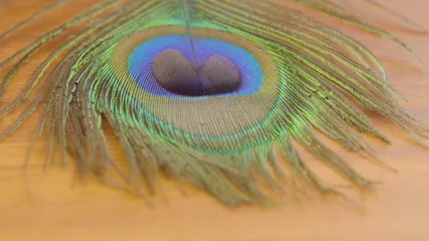 Peacock feather close up Stock Footage 146718163