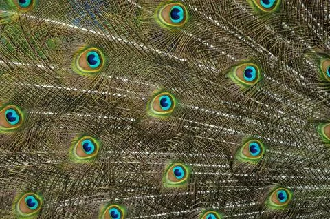 Peacock feather close up Stock Photos
