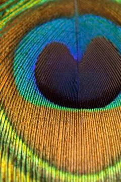 Peacock feather close up texture Фото