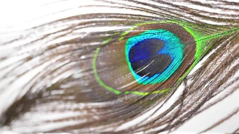 Peacock feather close-up texture.Bird plumage wallpaper Stock Footage 328747363