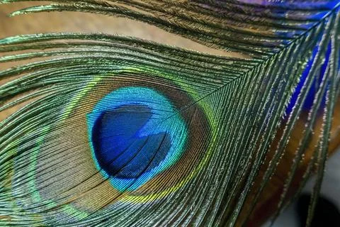 A peacock feather in close-up view Stock Photos