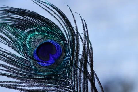 Peacock feather closeup. Feather background. Stock Photos