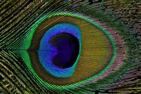Peacock feather closeup, in full frame. Stock Photos