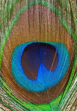 Peacock feather closeup Stock Photos