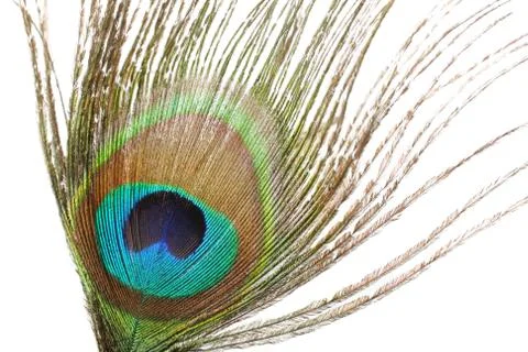 Peacock feather closeup Stock Photos