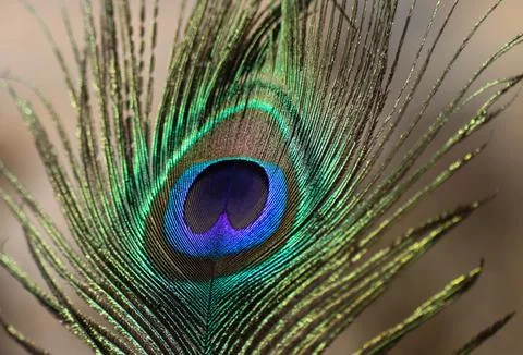 Peacock feather closeup. Selective focus. Stock Photos