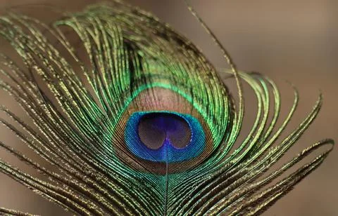 Peacock feather closeup. Selective focus. Stock Photos
