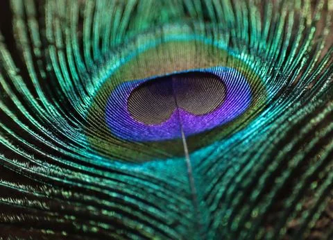 Peacock feather closeup. Selective focus. Stock Photos