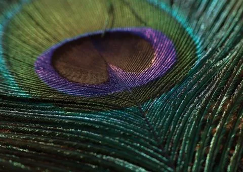 Peacock feather closeup. Selective focus. Stock Photos