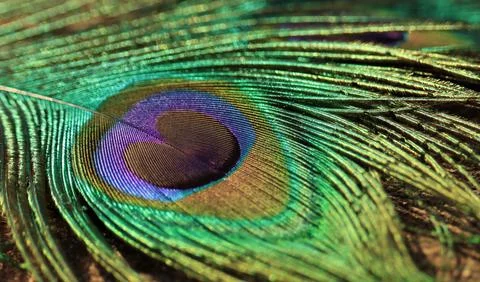 Peacock feather closeup. Selective focus. Stock Photos