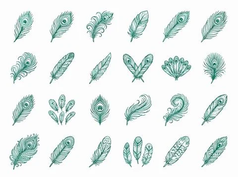 Peacock feather collection shows elegant plume sketches for boho design pro.. イラスト素材