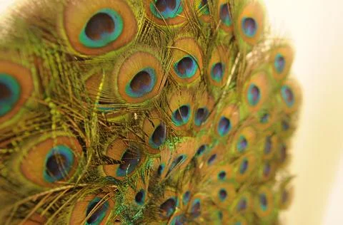 Peacock feather decor on the wall 스톡 사진