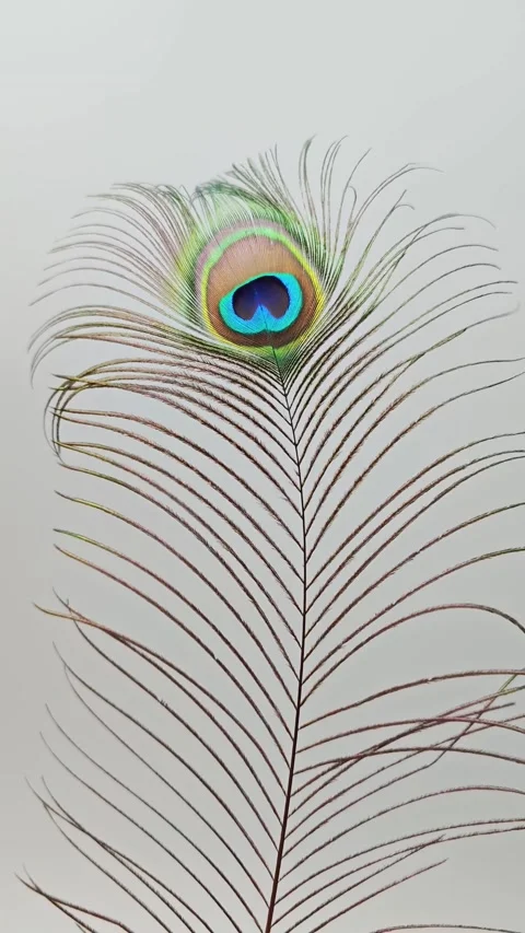 Peacock feather displayed in four frames showing different angles Stock Footage 344333979