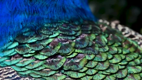 Peacock Feather Extreme Close-Up in Bukhara, Uzbekistan Stock Footage 327291997