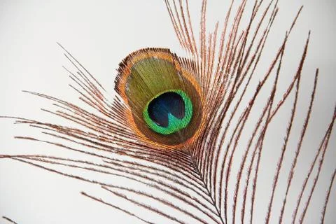 Peacock Feather Eye Stock Photos