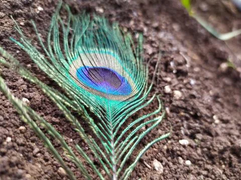 Peacock feather fall mostly in rainy days Stock Photos