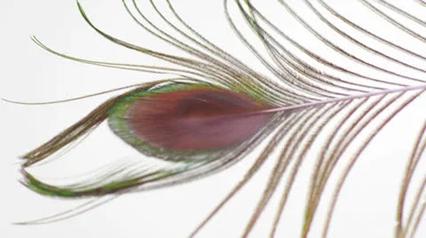 Peacock Feather Fast Turn HD 스톡 동영상 22967719
