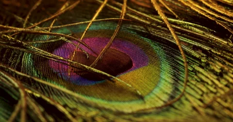 Peacock feather Stock Footage 236121349