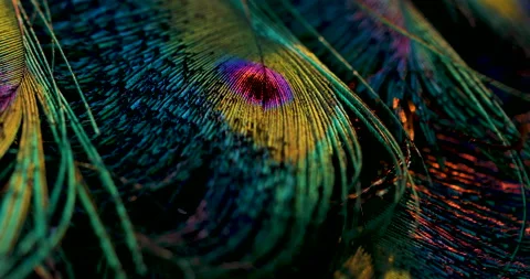 Peacock feather Stock Footage 236189151