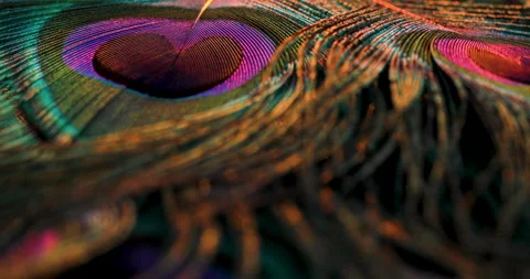 Peacock feather. Stock Footage 236190871