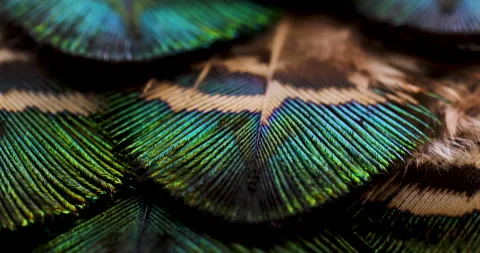 Peacock feather. Stock Footage 236195533