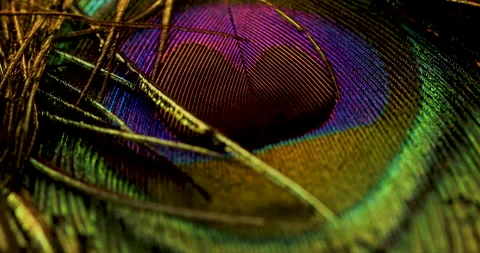 Peacock feather. Stock Footage 236196095