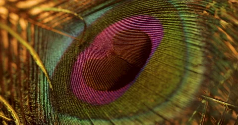 Peacock feather. Stock Footage 237430587