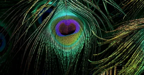 Peacock feather. Video stock 237848600