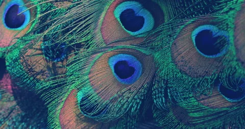 Peacock feather Stock Footage 276659097