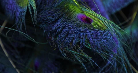 Peacock feather. Stock Footage 277439595