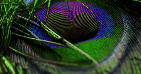 Peacock feather Stock Footage 277678728