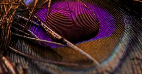 Peacock feather Stock Footage 277679017
