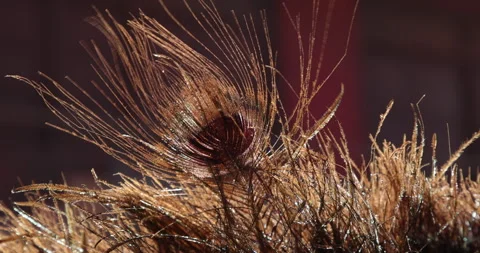 Peacock feather Stock Footage 324035542