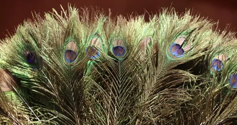 Peacock feather Stock Footage 324159812