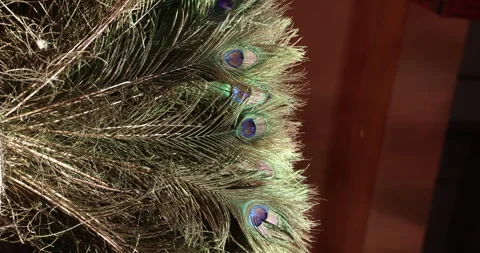 Peacock feather Stock Footage 324160459