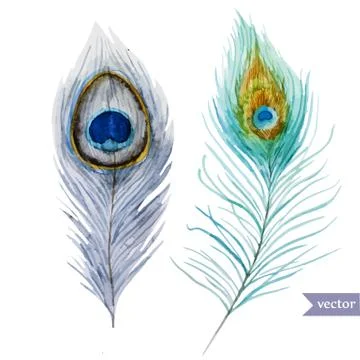 Peacock feather Stock Illustration