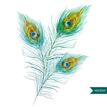 Peacock feather Illustrazione stock