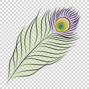 Peacock feather illustration Stock Illustration