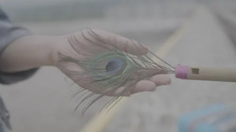 Peacock Feather in indian Hands Видео 259871348