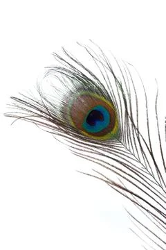 Peacock Feather Isolated Stock Photos