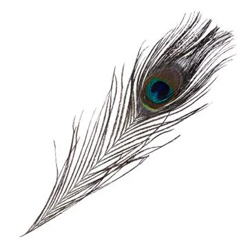 Peacock feather isolated on white background Stock Photos