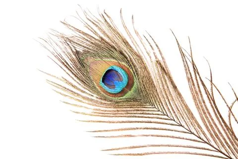 Peacock feather isolated on a white background Stock-Fotos