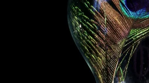 Peacock feather in light bulb, black Video stock 8948984
