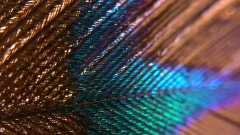 Peacock Feather (macro) Stock Footage