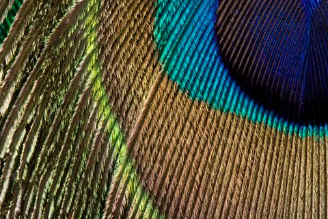 Peacock Feather Macro Stock Photos