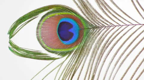 Peacock Feather Move in out HD 스톡 동영상 22995030