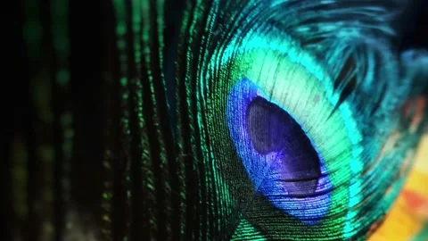 Peacock feather in nature motion background  Loopable Stock Footage 159982547