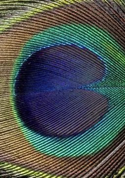 Peacock feather pattern, animal close up background Stock Photos
