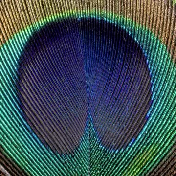 Peacock feather pattern, animal close up background 写真素材