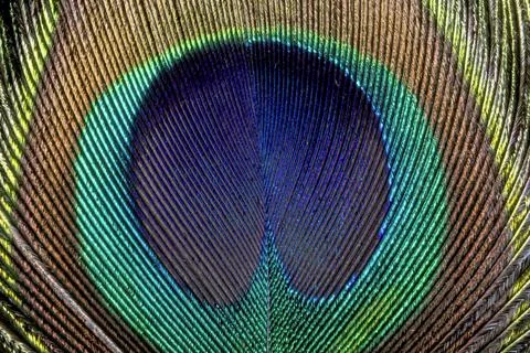 Peacock feather pattern, animal close up background Stock Photos